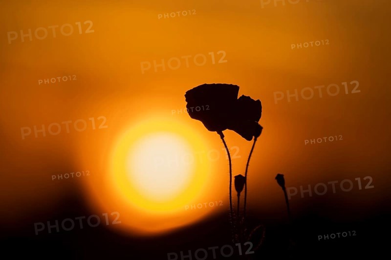 Common field poppy (Papaver rhoeas) red wildflower poppies flowers in a poppyfield silhouette at sunset, Suffolk, England, United Kingdom