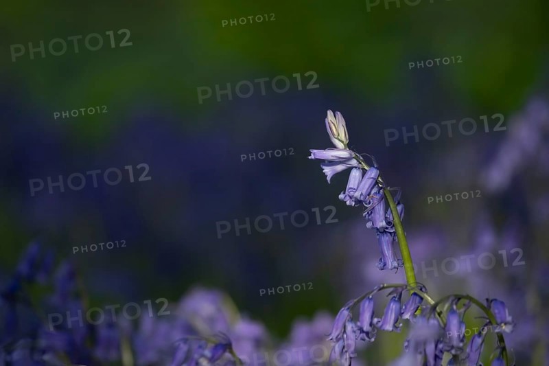 English bluebell (Hyacinthoides non-scripta) wildflower flowers in a spring woodland, Suffolk, England, United Kingdom