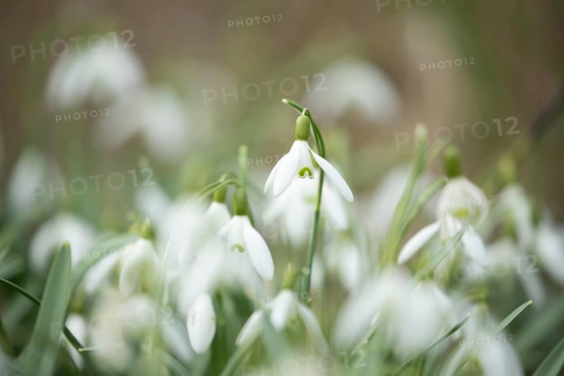 Snowdrop (Galanthus nivalis) flowers in spring, Suffolk, England, United Kingdom