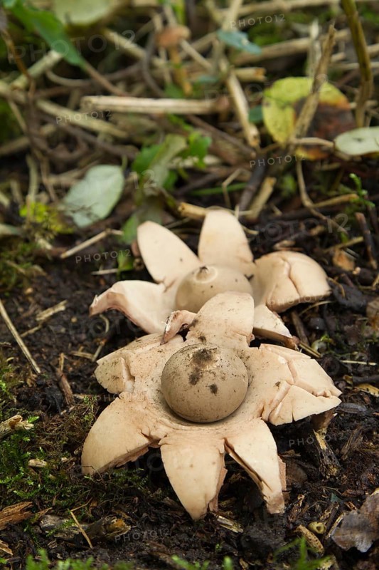 Common earth star fungi (Geastrum triplex) in a woodland in autumn, Suffolk, England, United Kingdom