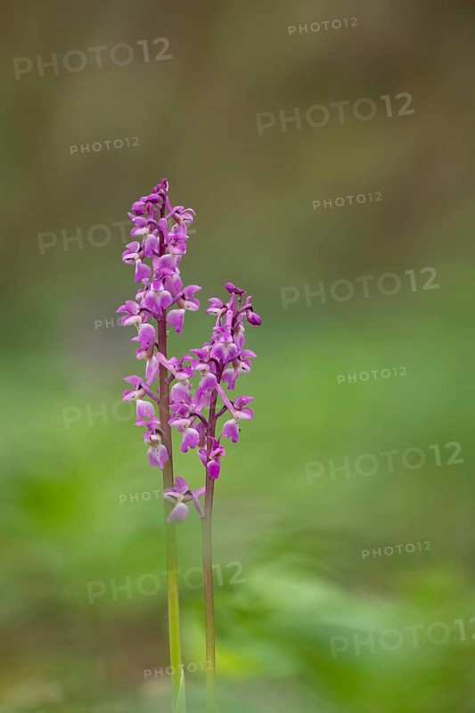 Early purple orchid (Orchis mascula) two wildflower flower spikes in a spring woodland, Suffolk, England, United Kingdom