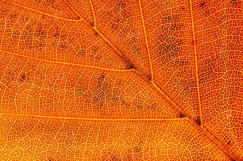 European beech tree (Fagus sylvatica) autumn colour leaf close up showing its veins, England, United Kingdom