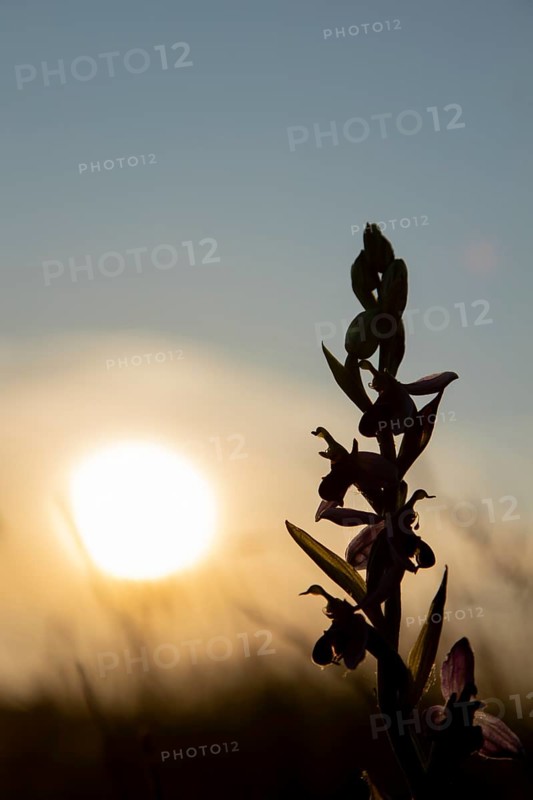 Bee orchid (Ophrys apifera) wildflower flower spike silhouette at sunset, RSPB Minsmere nature reseve, Suffolk, England, United KIngdom