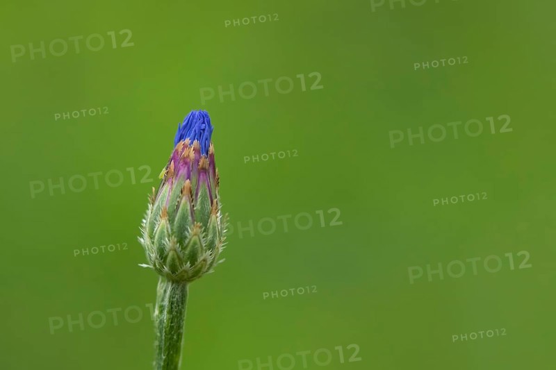Common cornflower (Centaurea cyanus) single blue wildflower flower in summer, Suffolk, England, United Kingdom