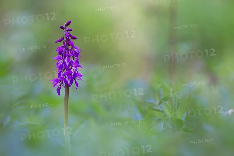 Early purple orchid (Orchis mascula) wildflower flower spike in a spring woodland, Suffolk, England, United Kingdom