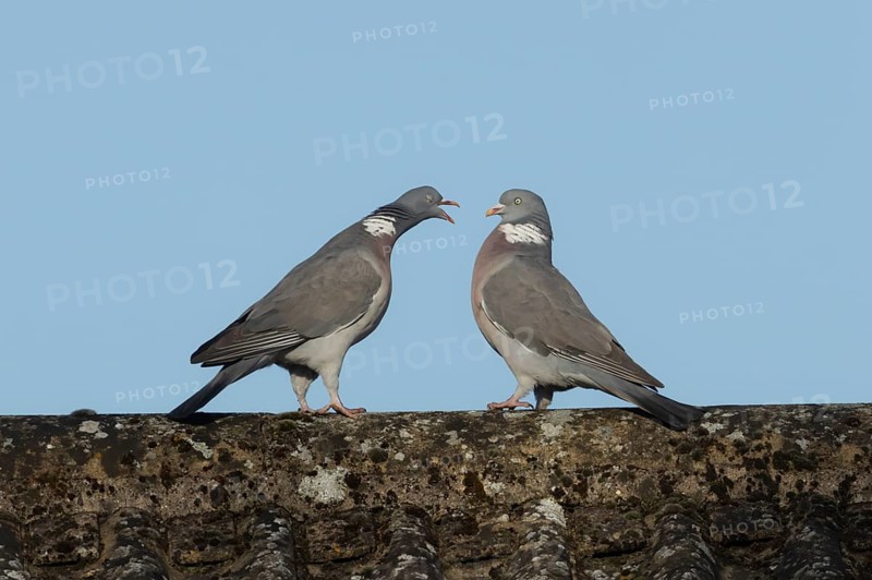 Wood pigeon (Columba palumbus) one adult bird seemingly shouting at another bird on an urban house roof, Suffolk, England, United KIngdom