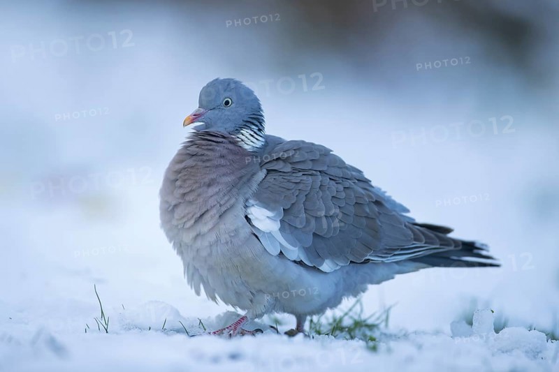 Wood pigeon (Columba palumbus) adult bird on a snow covered garden lawn in winter, Suffolk, England, United Kingdom