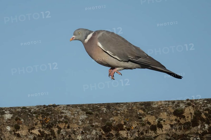 Wood pigeon (Columba palumbus) adult bird jumping along on an urban house roof, Suffolk, England, United Kingdom