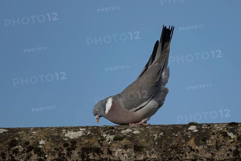 Wood pigeon (Columba palumbus) adult bird displaying its courtship display on a roof top, Suffolk, England, United Kingdom
