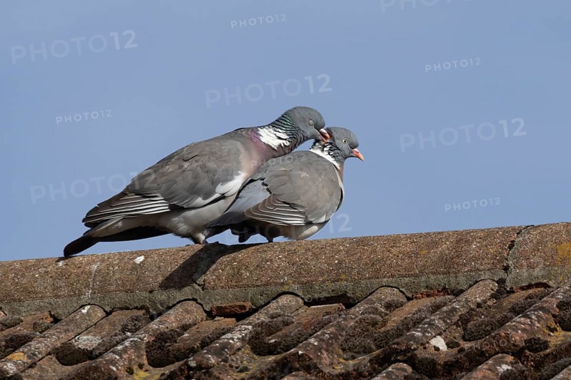Wood pigeon (Columba palumbus) two adult birds on a rooftop performing their love courtship display, Suffolk, England, United Kingdom