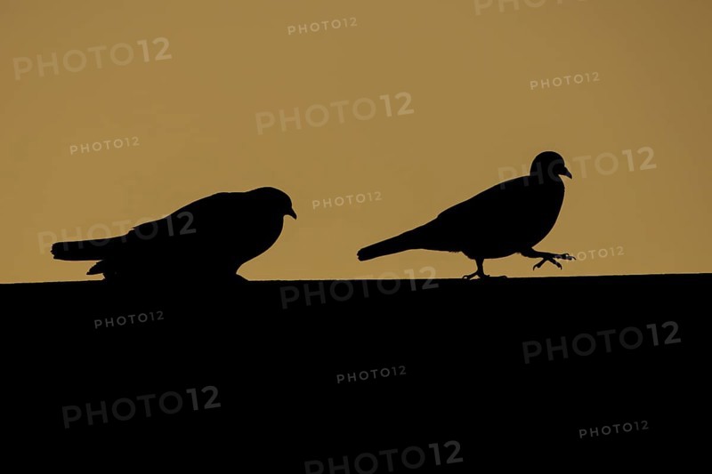 Wood pigeon (Columba palumbus) two adult birds on a rooftop with the male chasing the female during their love courtship display silhouette at sunset, Suffolk, England, United Kingdom