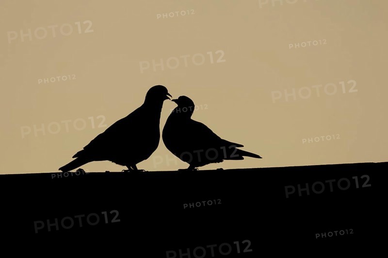 Wood pigeon (Columba palumbus) two adult birds on a rooftop during their love courtship display silhouette at sunset, Suffolk, England, United Kingdom