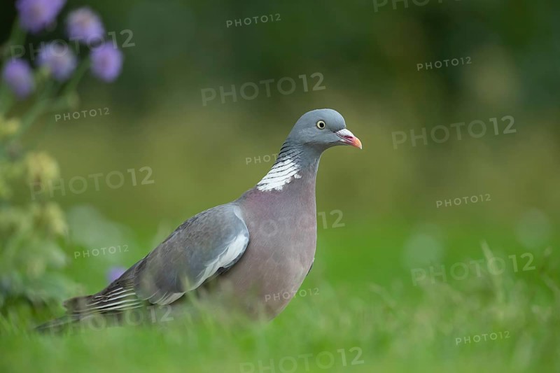Wood pigeon (Columba palumbus) adult bird on a garden grass lawn in spring, Suffolk, England, United Kingdom