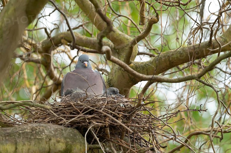 Wood pigeon (Columba palumbus) adult parent bird on a nest in a willow tree with two juvenile squab baby birds in spring, Suffolk, England, United Kingdom