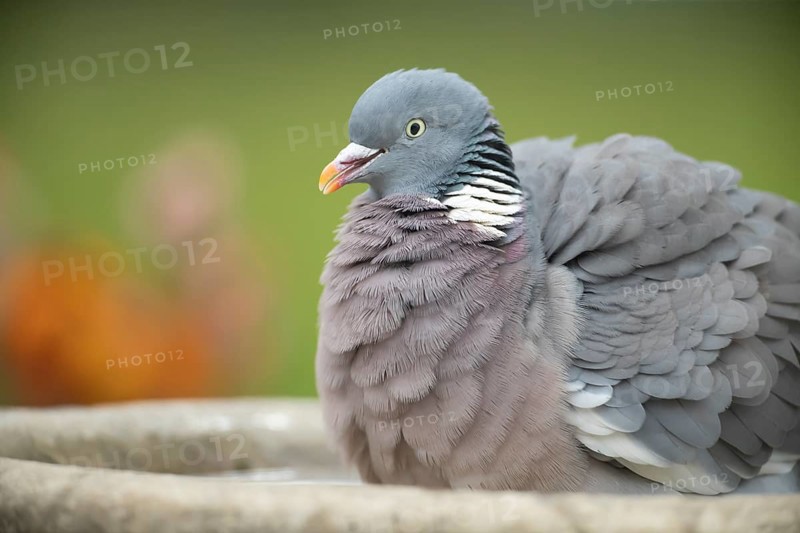 Wood pigeon (Columba palumbus) adult bird bathing in a garden bird bath in spring, Suffolk, England, United Kingdom