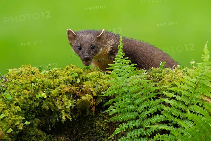 European pine marten (Martes martes) adult mustelid animal on a moss covered wall, Scotland, United Kingdom