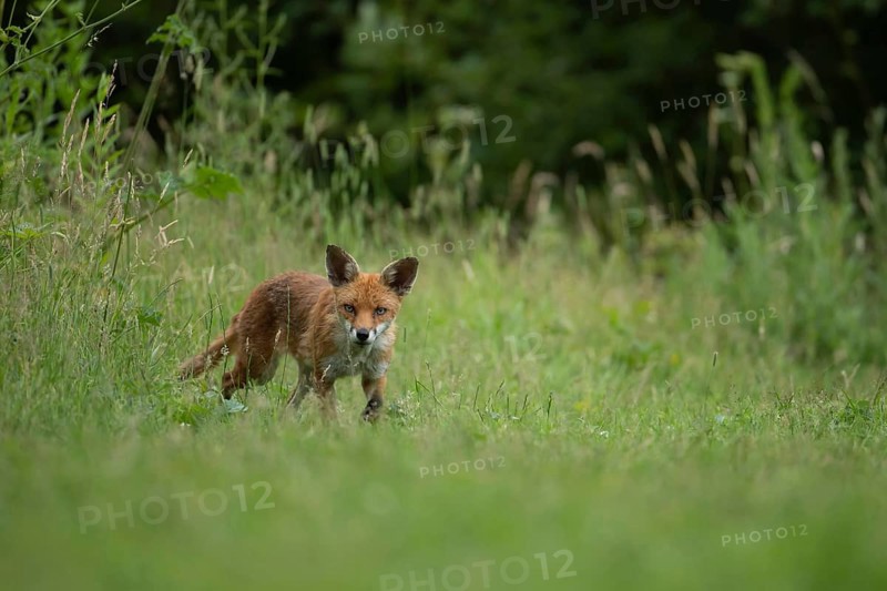 Red fox (Vulpes vulpes) adult animal walking in a countryside meadow in summer, England, United Kingdom