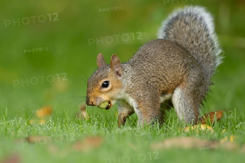 Grey squirrel (Sciurus carolinensis) adult animal about to bury a hazelnut in a garden lawn in summer, Suffolk, England, United Kingdom