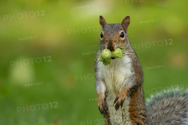 Grey squirrel (Sciurus carolinensis) adult animal with two hazelnut nuts in its mouth on a garden lawn in summer, Suffolk, England, United Kingdom