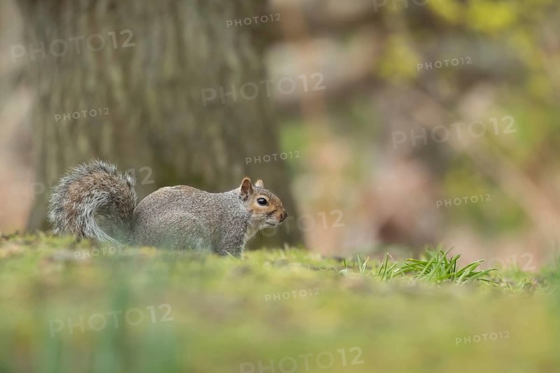 Grey squirrel (Sciurus carolinensis) adult animal in a woodland, Suffolk, England, United Kingdom