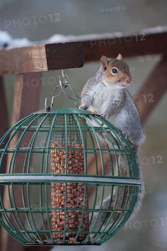 Grey squirrel (Sciurus carolinensis) adult animal on a squirrel proof garden bird feeder, Suffolk, England, United Kingdom