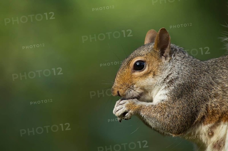 Grey squirrel (Sciurus carolinensis) adult animal feeding on a nut, Suffolk, England, United Kingdom