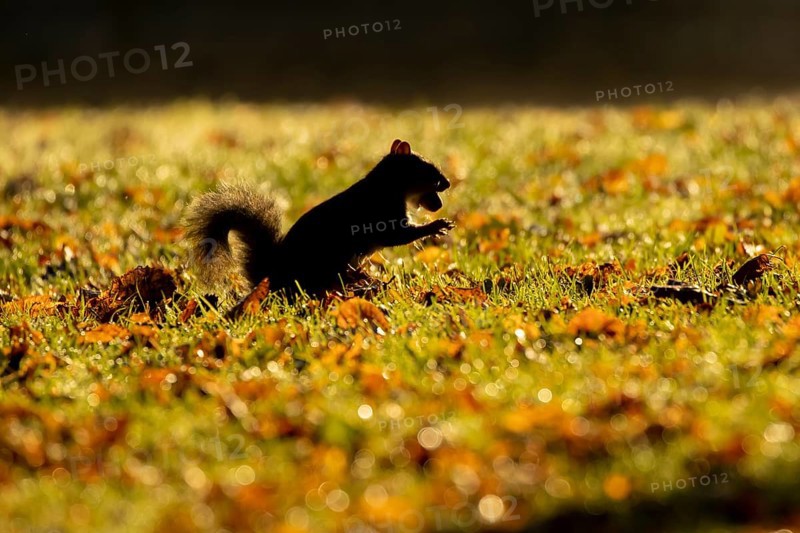 Grey squirrel (Sciurus carolinensis) adult animal with an acorn nut in its mouth on a garden lawn with fallen autumn leaves, Suffolk, England, United Kingdom