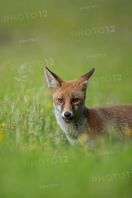 Red fox (Vulpes vulpes) adult animal in a countryside meadow in summer, England, United Kingdom