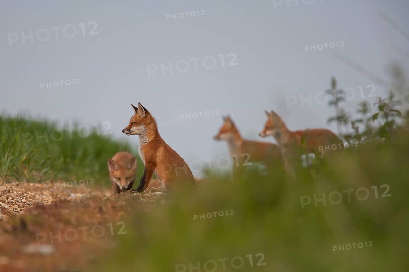Red fox (Vulpes vulpes) four juvenile baby cub animals on farmland in summer, England, United Kingdom