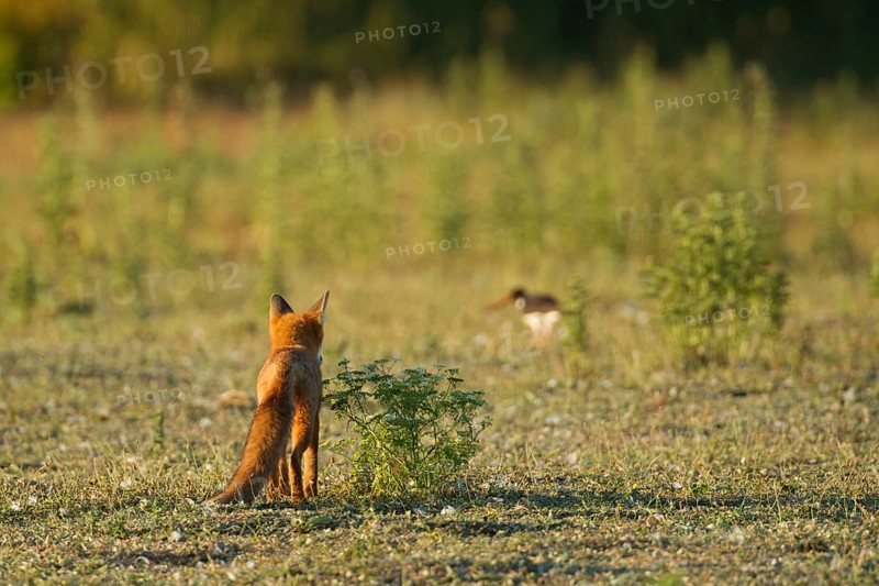Red fox (Vulpes vulpes) adult animal watching an Oystercatcher wading bird on grassland, England, United Kingdom