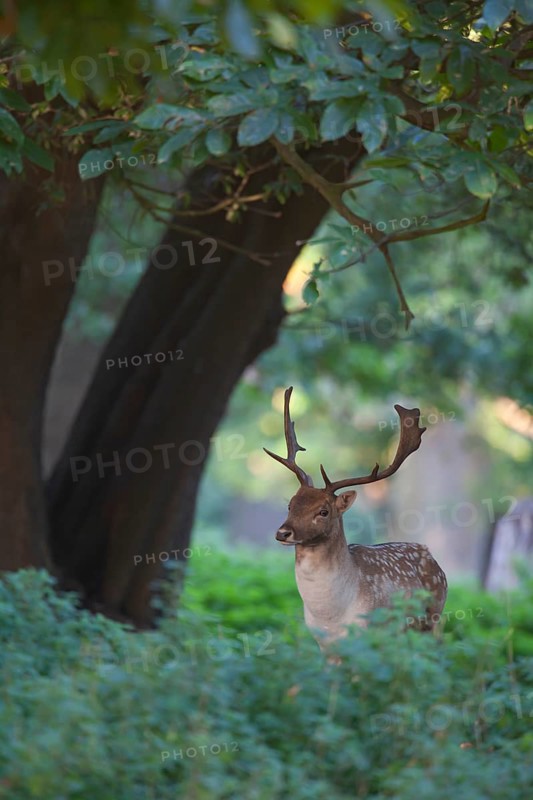Fallow deer (Dama dama) adult male buck animal standing in woodland, England, United Kingdom
