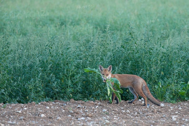 Red fox (Vulpes vulpes) juvenile baby cub animal carrying a sugar beet plant top in a farmland field in summer, England, United Kingdom