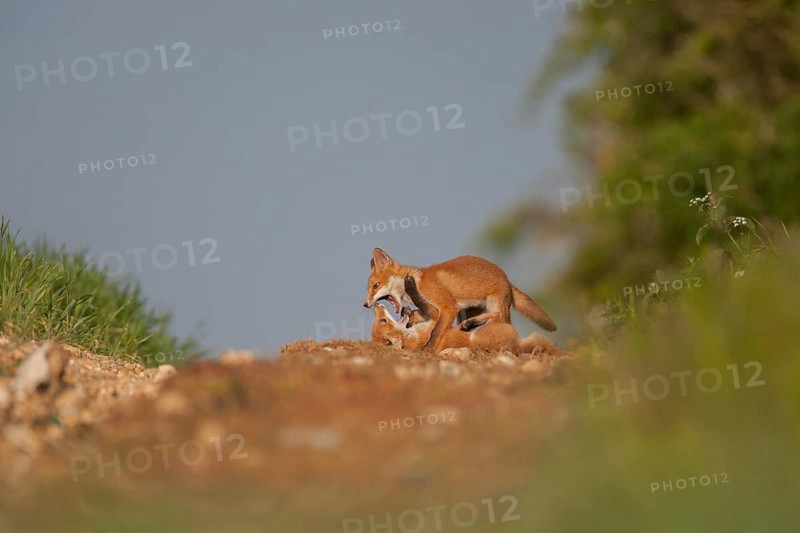 Red fox (Vulpes vulpes) two juvenile baby cub animals playing on the edge of a farmland wood in summer, England, United Kingdom