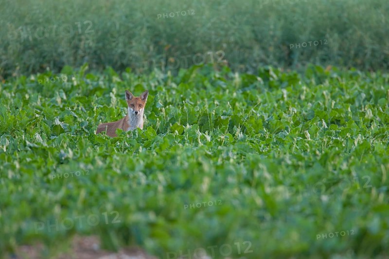 Red fox (Vulpes vulpes) juvenile baby cub animal in farmland sugar beet crop in summer, England, United Kingdom