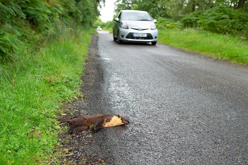 European pine marten (Martes martes) adult mustelid animal dead on a road with a car driving by, Scotland, United Kingdom