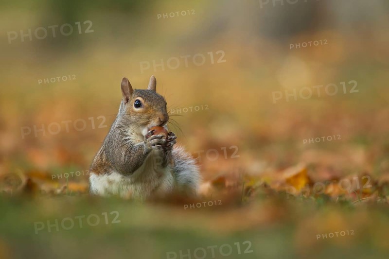 Grey squirrel (Sciurus carolinensis) adult animal feeding on an acorn nut in a woodland in autumn, Suffolk, England, United Kingdom