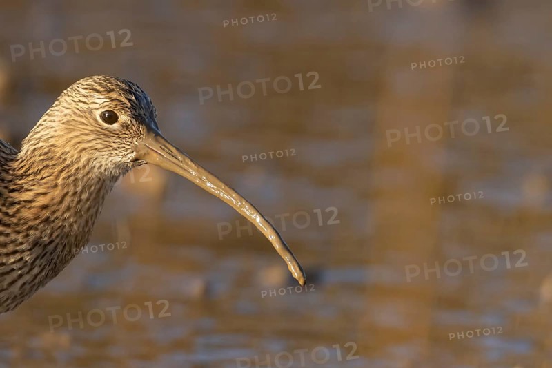 Eurasian curlew (Numenius arquata) adult wading bird head portrait, Norfolk, England, United Kingdom