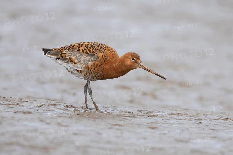 Black tailed godwit (Limosa limosa) adult male wading bird in summer plumage feeding on a mudflat, Norfolk, England, United Kingdom