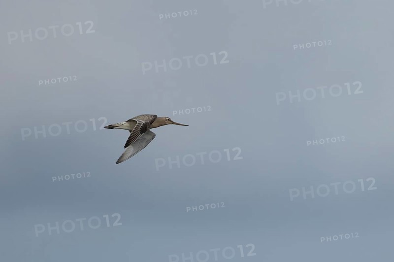 Bar tailed godwit (Limosa lapponica) adult wading bird in winter plumage in flight, RSPB Titchwell marsh nature reserve, Norfolk, England, United Kingdom