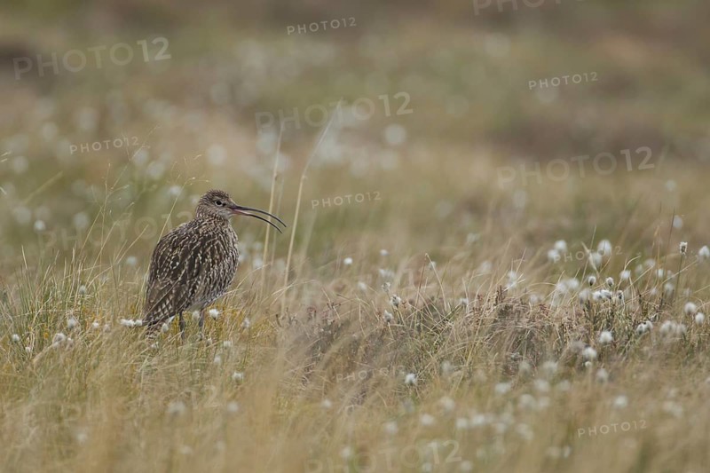 Eurasian curlew (Numenius arquata) adult wading bird calling on an upland moorland in spring, Scotland, United Kingdom