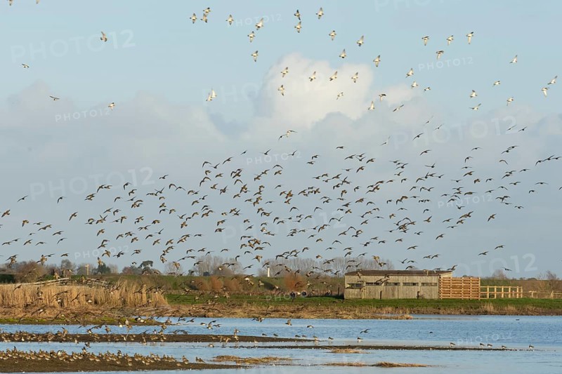 Golden plover (Pluvialis apricaria) adult wading birds in flight in a flock in winter, RSPB Frampton marsh nature reserve, Lincolnshire, England, United Kingdom