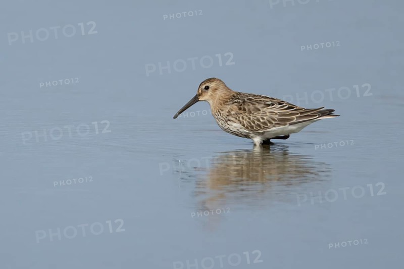 Dunlin (Calidris alpina) adult wading bird in winter plumage in a shallow lagoon, RSPB Titchwell nature reserve, Norfolk, England, United Kingdom