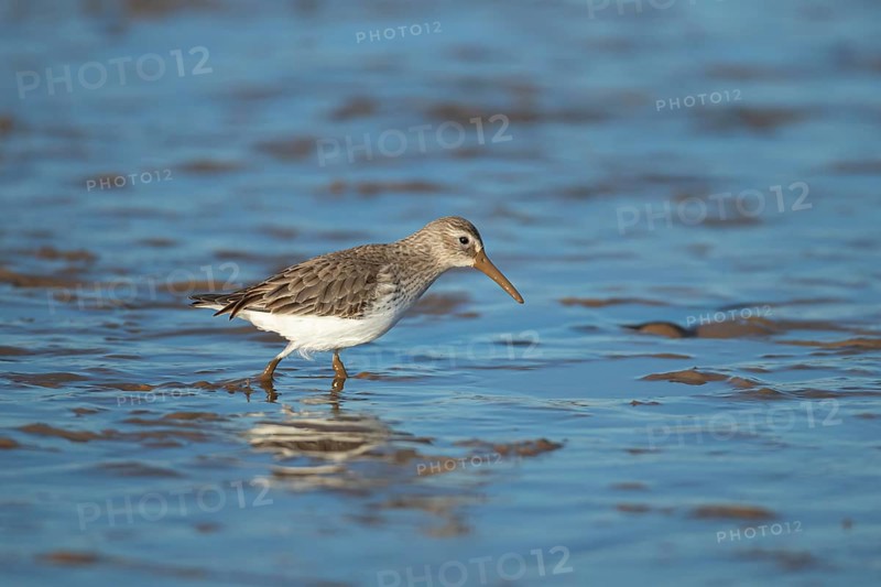 Dunlin (Calidris alpina) adult wading bird in winter plumage on a mudflat, Norfolk, England, United Kingdom