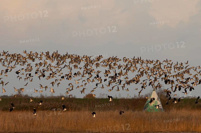 Golden plover (Pluvialis apricaria) and Northern lapwing (Vanellus vanellus) adult wading birds in flight in a flock in winter, RSPB Frampton marsh nature reserve, Lincolnshire, England, United Kingdom