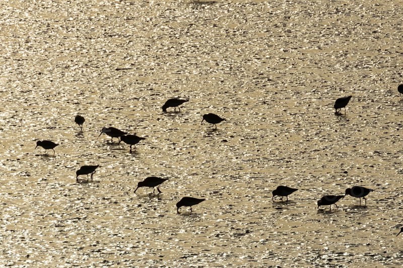 Dunlin (Calidris alpina) adult wading birds feeding on a mudflat at sunset, Norfolk, England, United Kingdom
