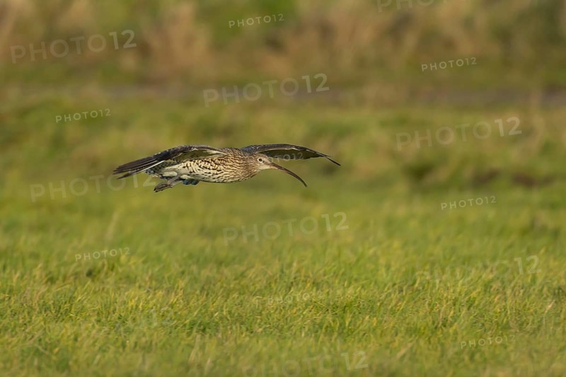 Eurasian curlew (Numenius arquata) adult wading bird in flight over grassland, England, United Kingdom