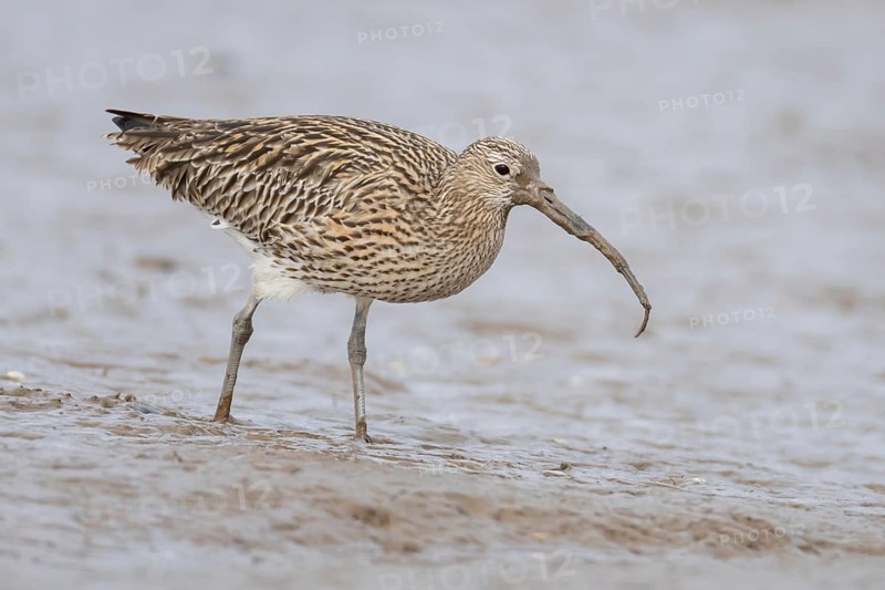 Eurasian curlew (Numenius arquata) adult wading bird feeding on a lugworm on a mudflat, Norfolk, England, United Kingdom