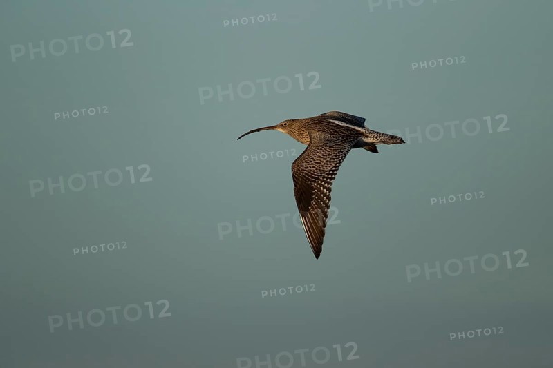 Eurasian curlew (Numenius arquata) adult wading bird in flight, Norfolk, England, United Kingdom