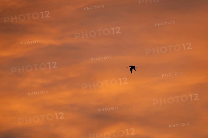 Eurasian curlew (Numenius arquata) adult wading bird in flight silhouette at sunset, Norfolk, England, United Kingdom