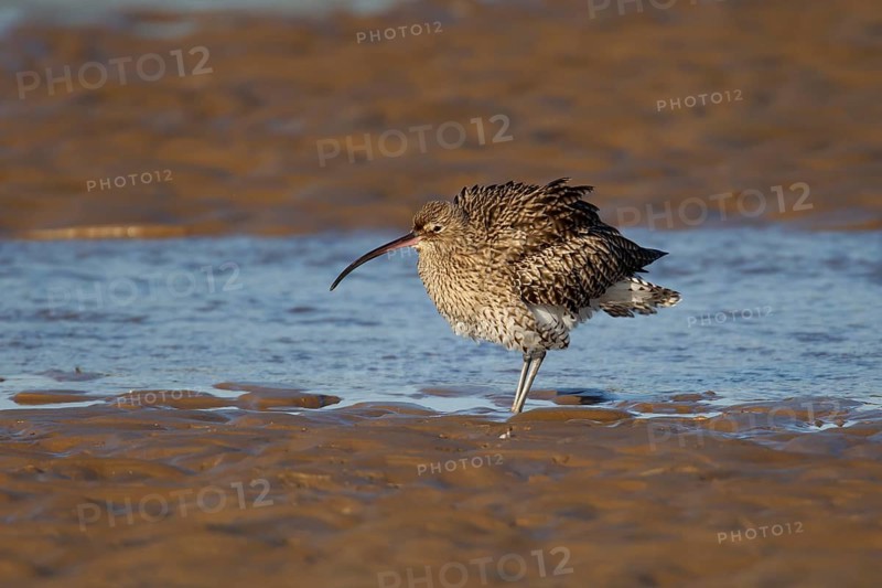 Eurasian curlew (Numenius arquata) adult wading bird shaking its feathers on a beach, Norfolk, England, United Kingdom